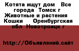 Котята ищут дом - Все города, Томск г. Животные и растения » Кошки   . Оренбургская обл.,Новотроицк г.